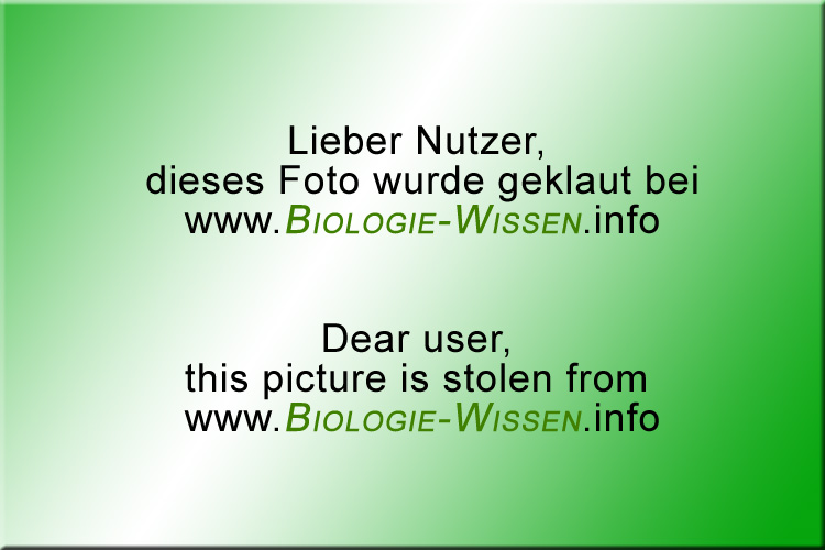 (c) Biologie-wissen.info